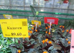 Виставковий центр продажу декоративного садивного матеріалу ,,ВАШ САД,, на Французькому бульварі (м. Одеса)